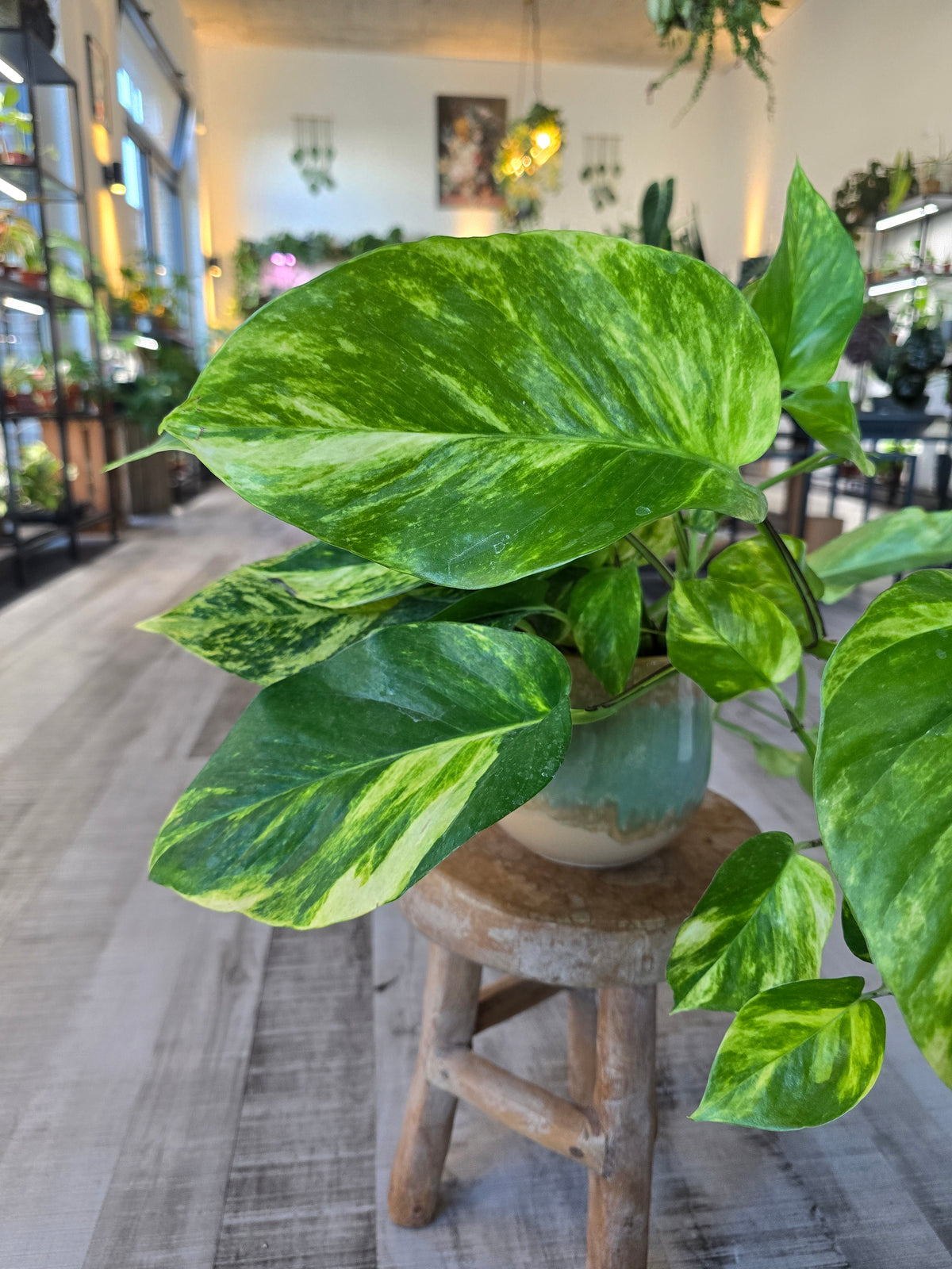 Epipremnum aureum
