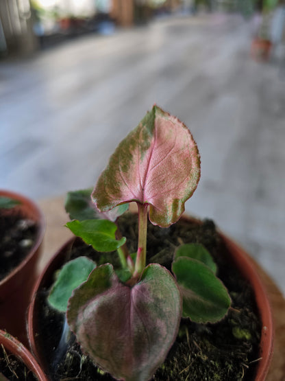 Syngonium Pink Perfection