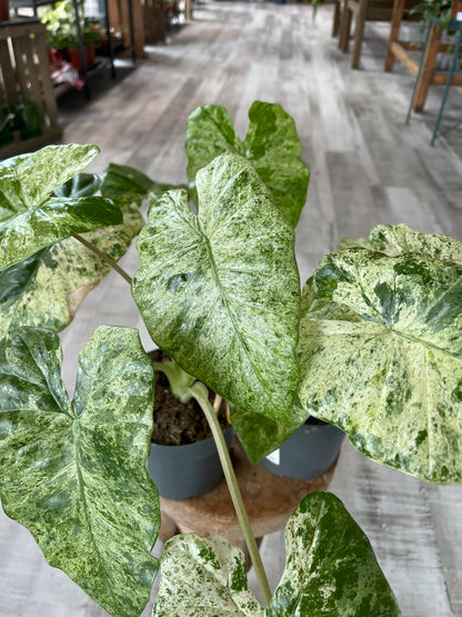 Alocasia Macrorrhiza 'Splash'