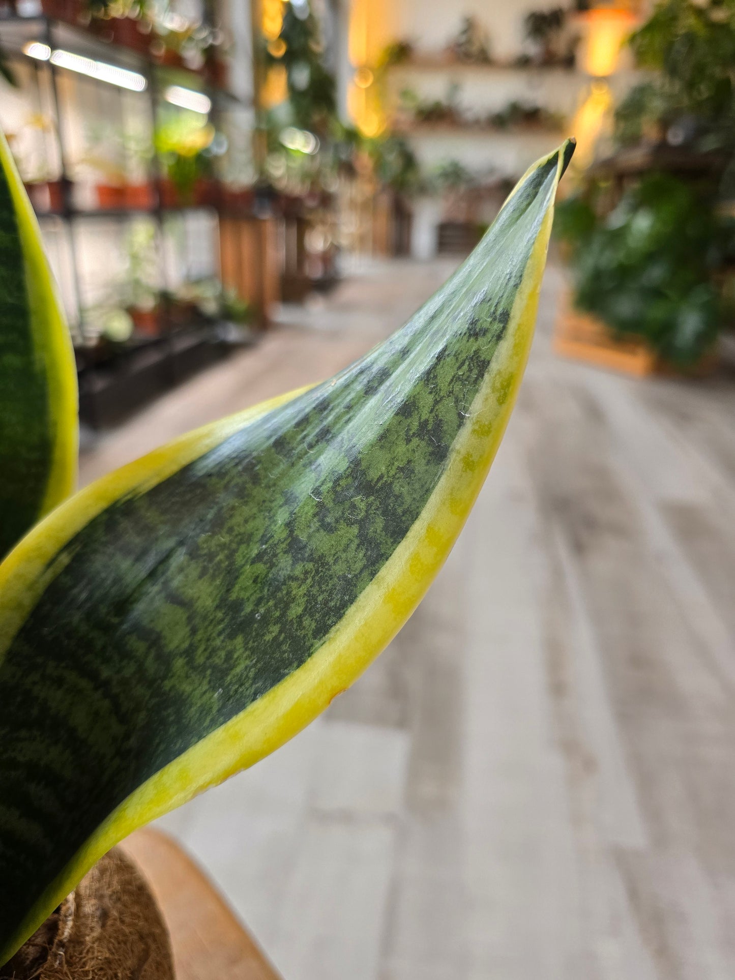 Sansevieria trifasciata