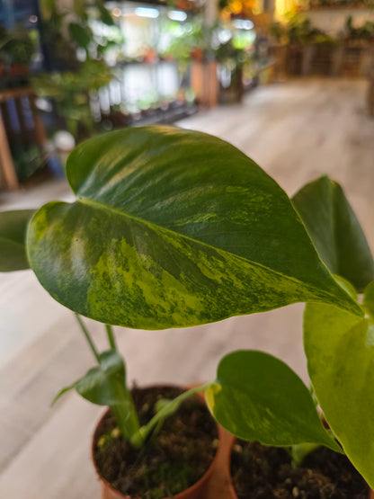 Monstera Deliciosa Aurea
