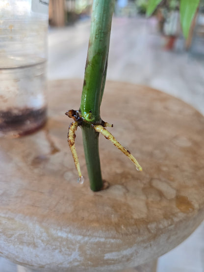 Philodendron Mayoi (JP)