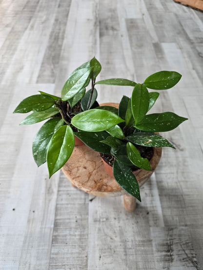 Hoya Carnosa Stardust