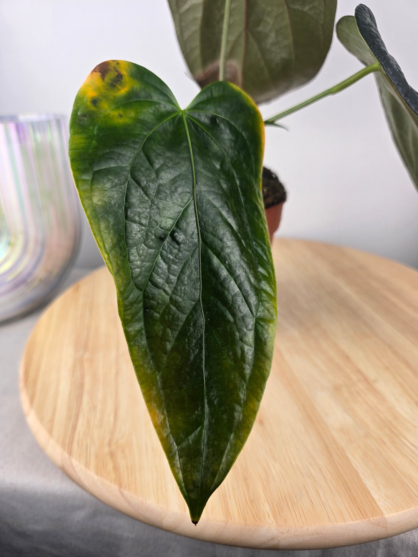 Anthurium Queen of Hearts (SC)