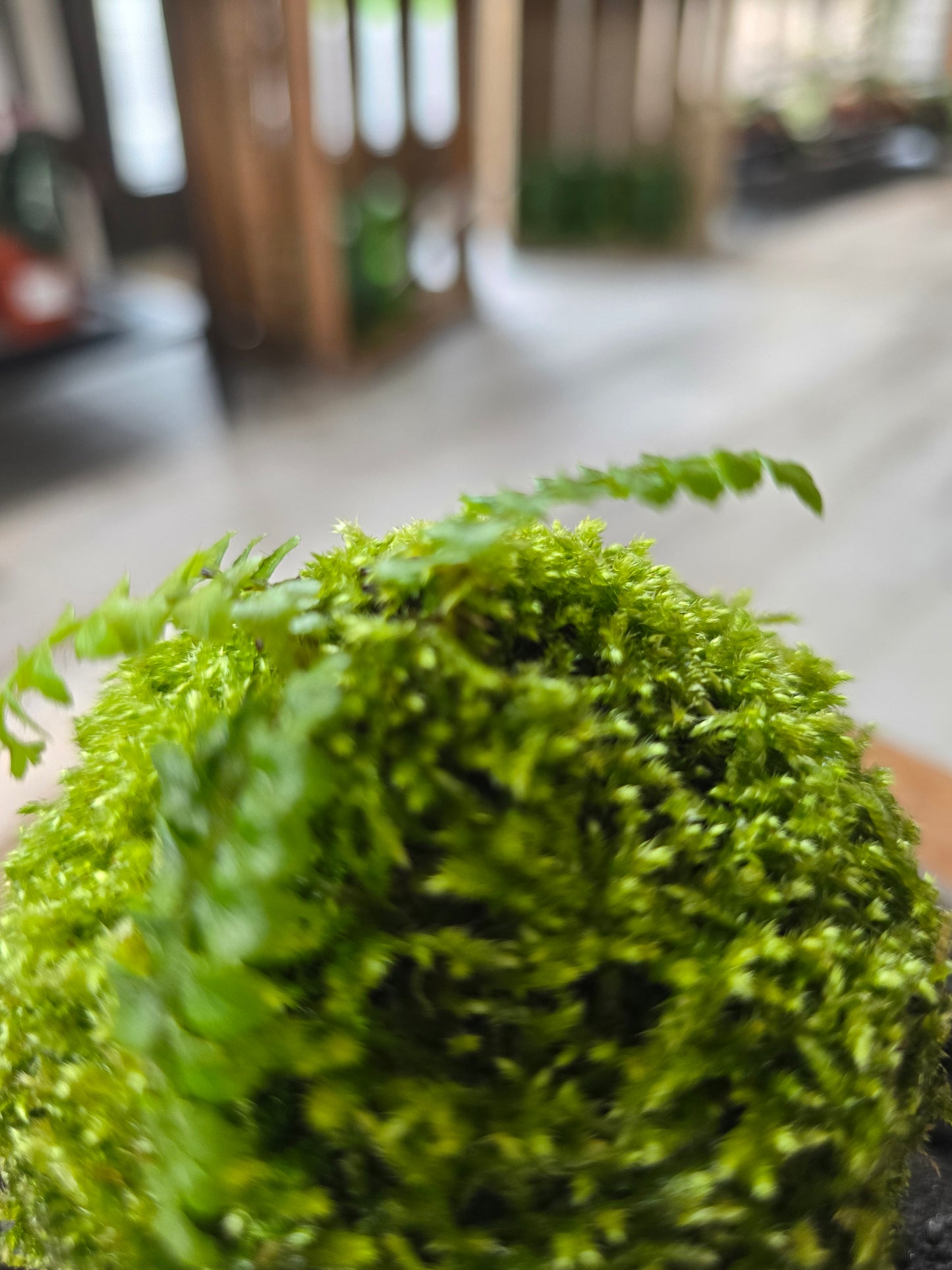 Japanese Tassel Fern (Polystichum polyblepharum)