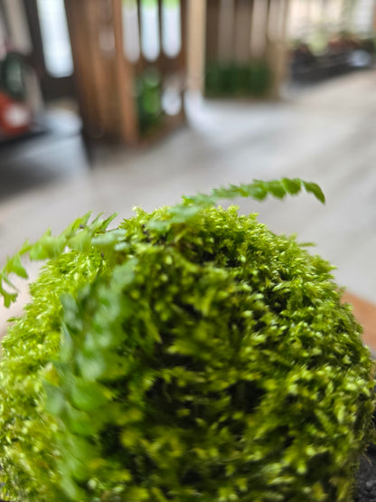 Japanese Tassel Fern (Polystichum polyblepharum)
