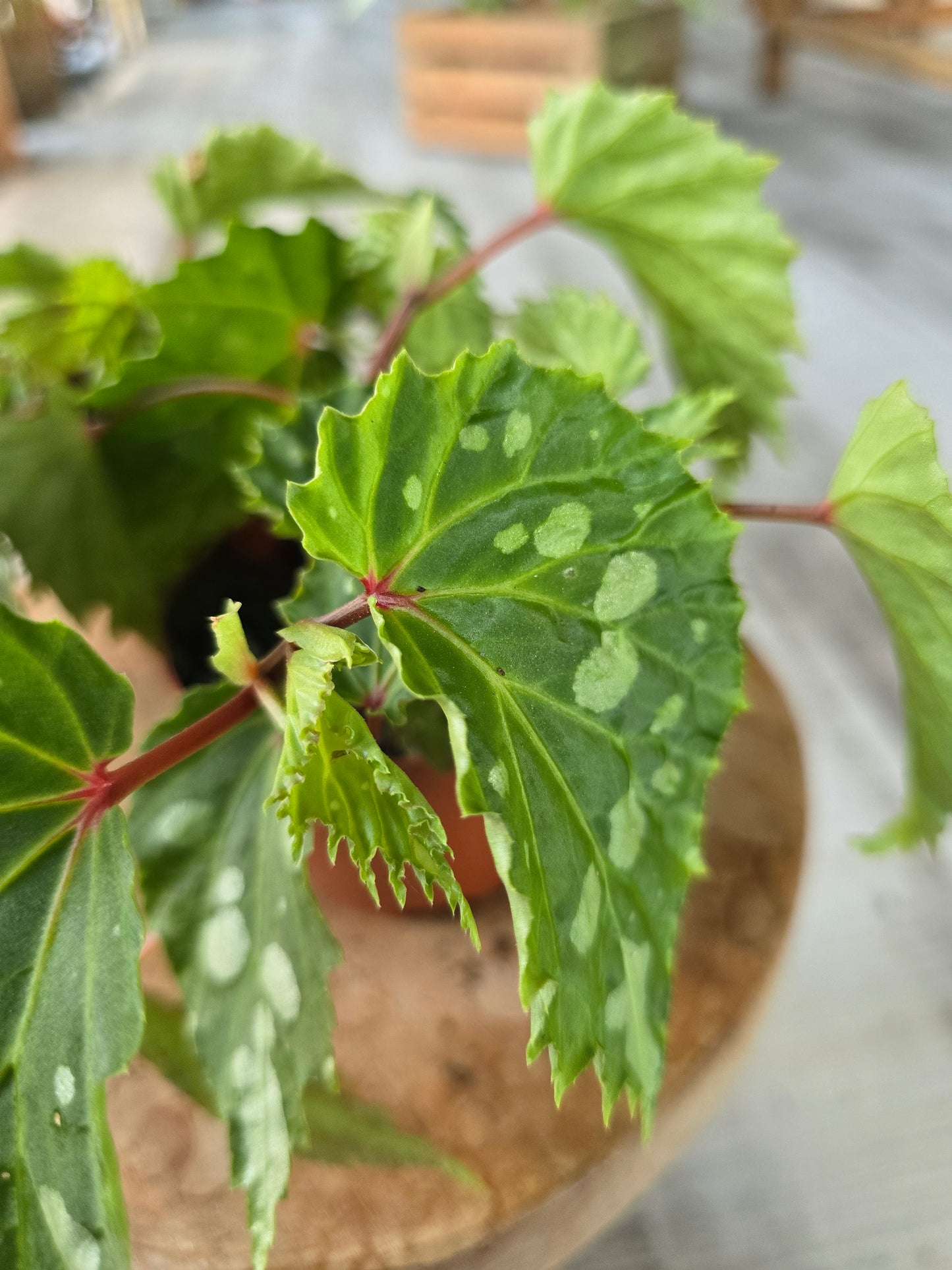Begonia Mantuk