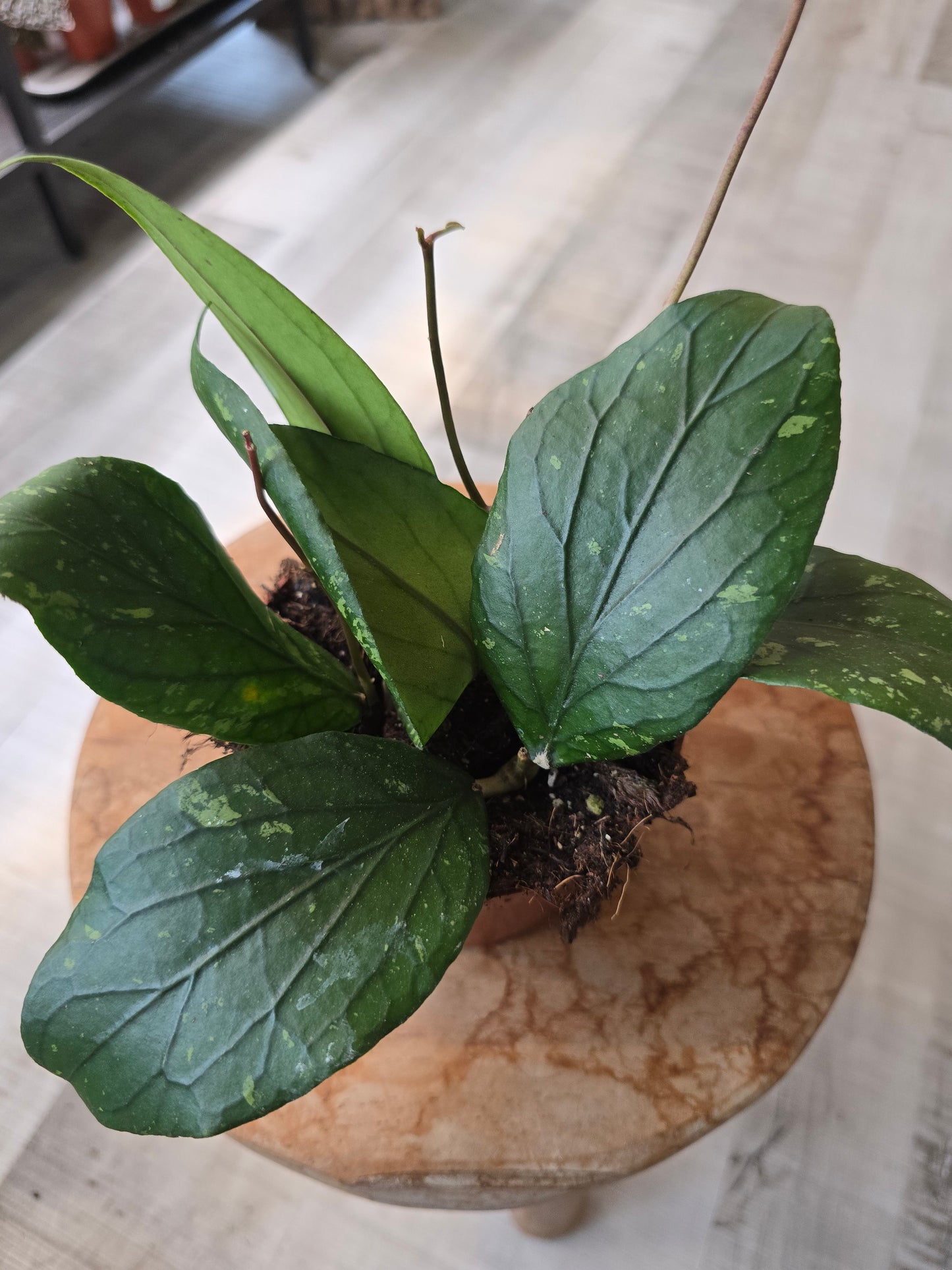 Hoya sp. Gayo