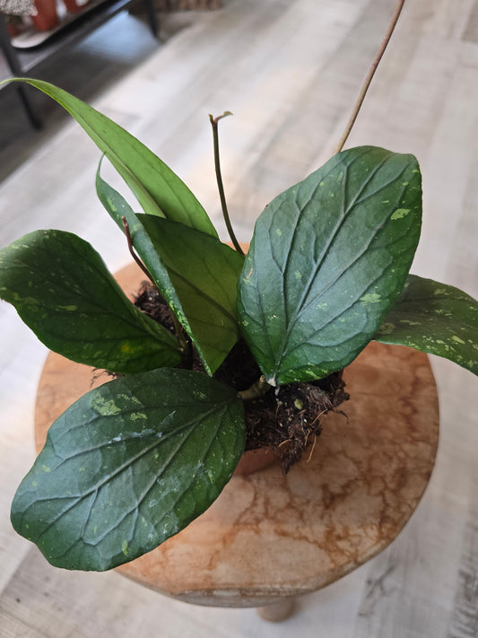 Hoya sp Gayo