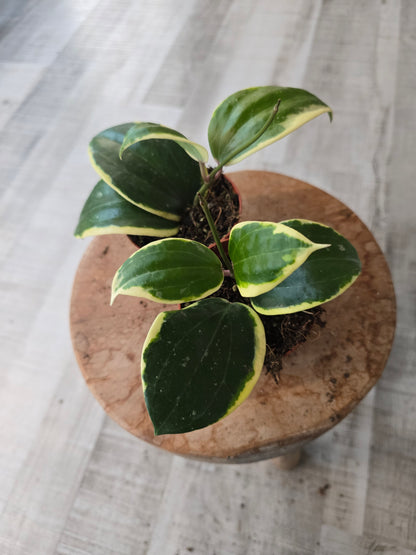 Hoya latifolia albomarginata 'Round leaf'