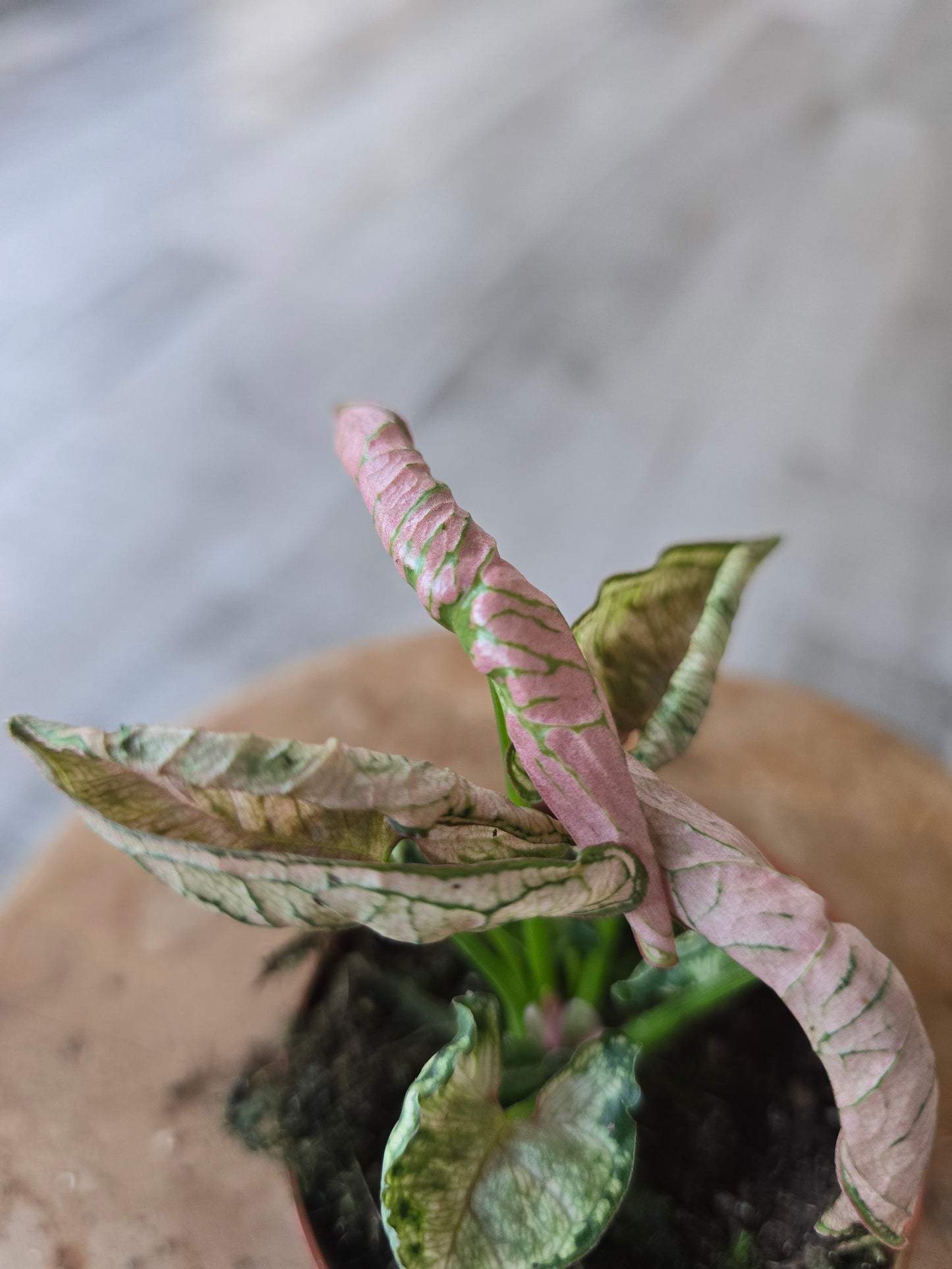 Syngonium Pink Rolli