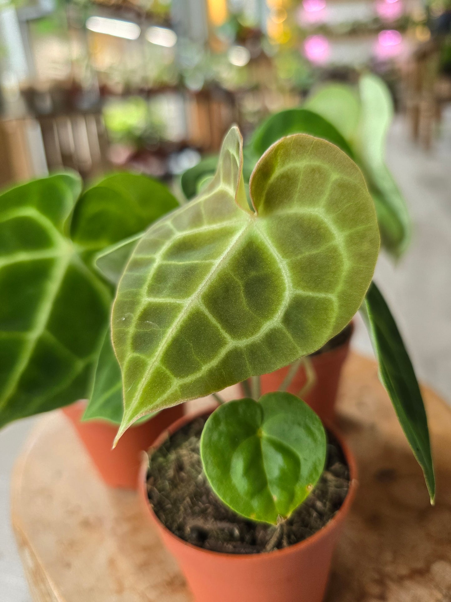 Anthurium King of Clarinervium Sulanjana