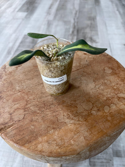 Hoya DS 70 variegata (JP)