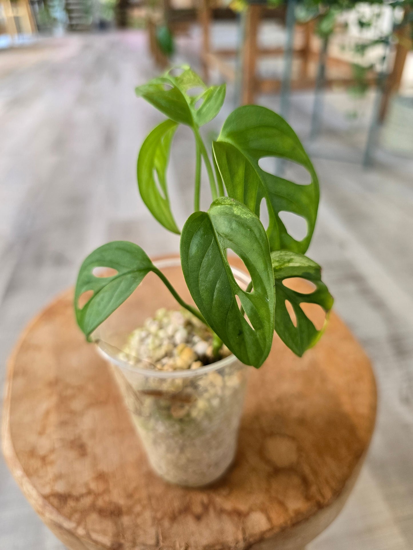 Monstera adansonii variegata (vergrünt) JP