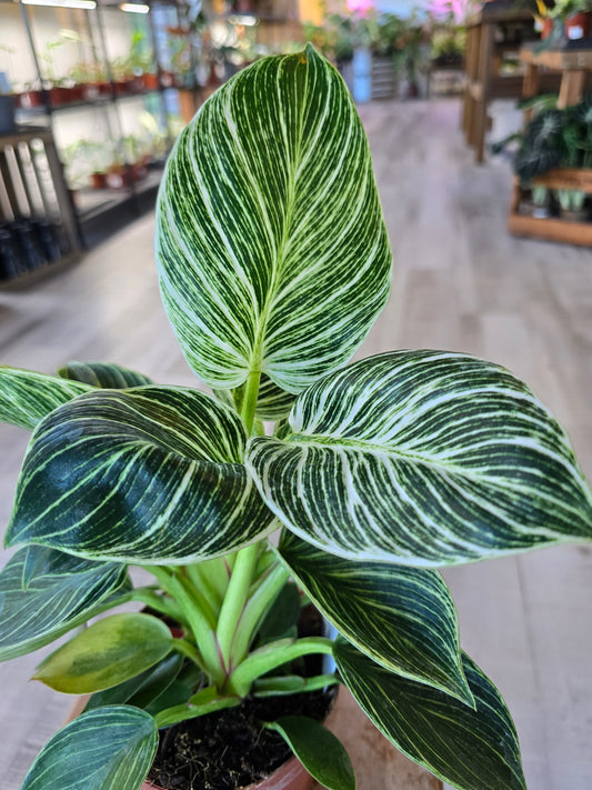 Philodendron Birkin