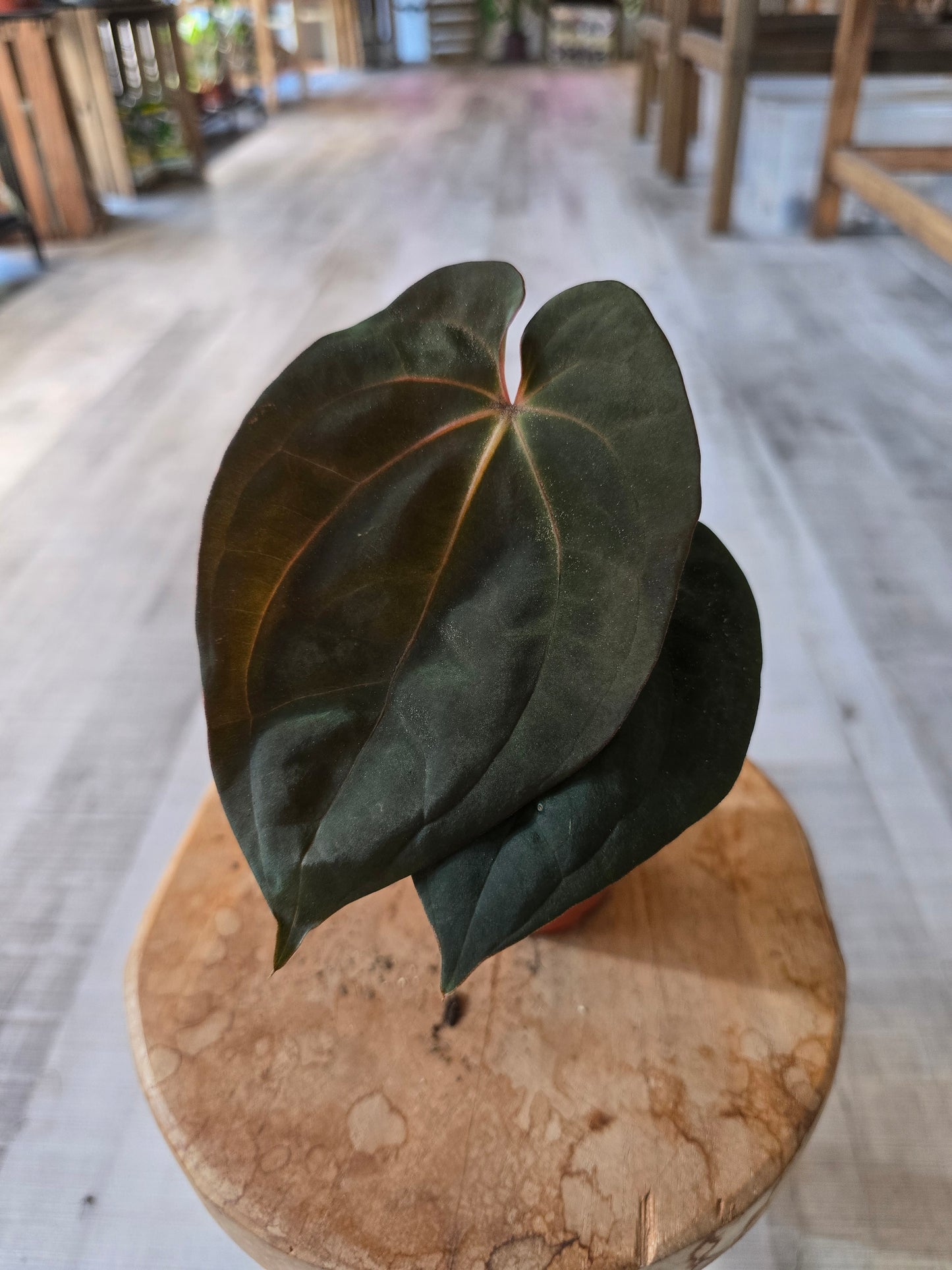 Anthurium Papillilaminum Guna Yala x BVEP