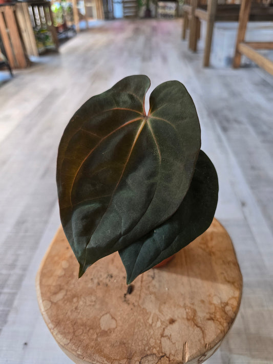 Anthurium Papillilaminum Guna Yala x BVEP
