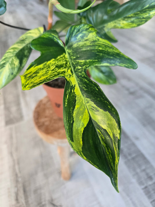 Philodendron Florida Beauty (9)