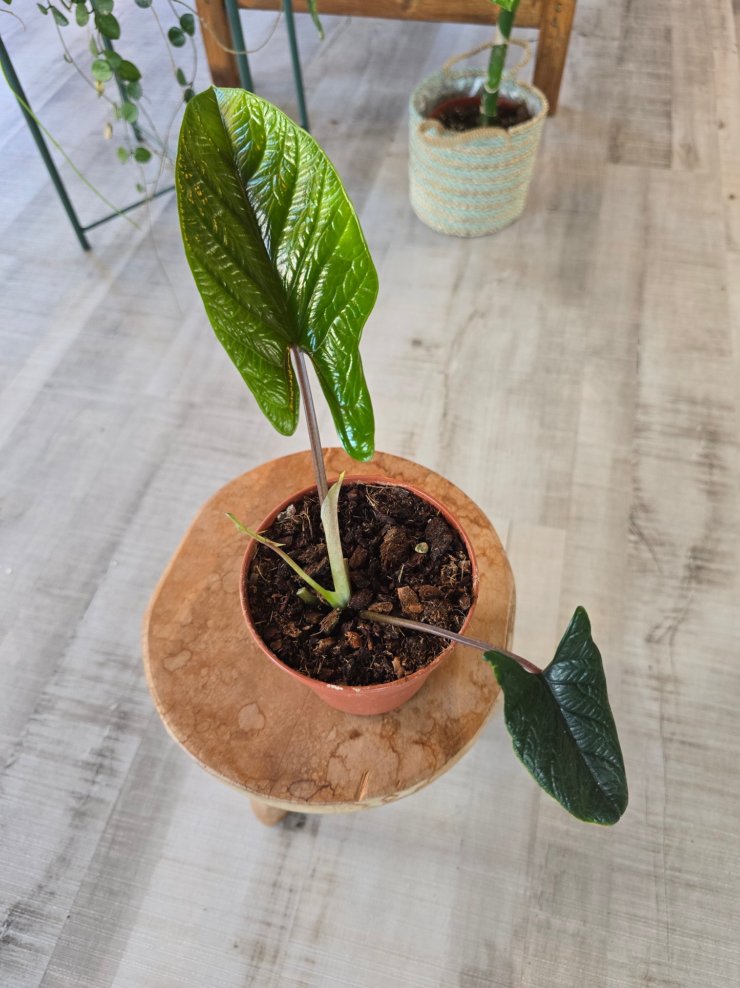 Alocasia Scalprum (SC)
