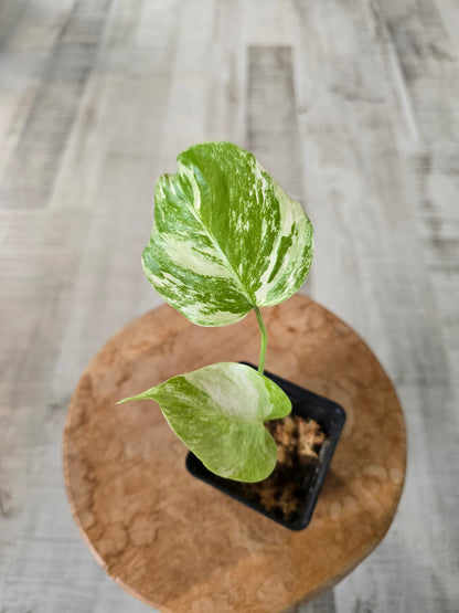 Monstera Borsigiana albo variegata