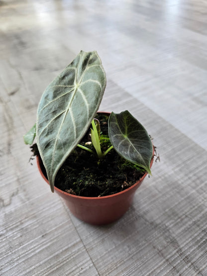Alocasia Watsoniana 'Lightning'