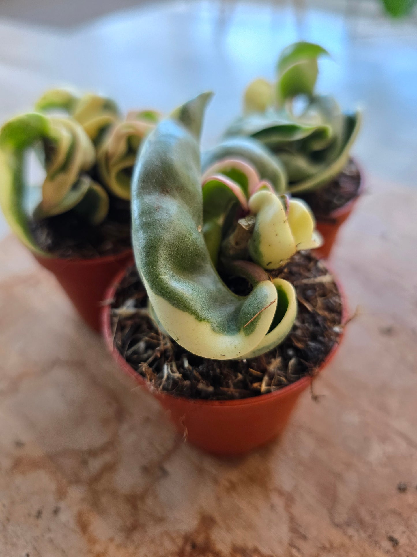 Hoya carnosa Compacta 'variegata'