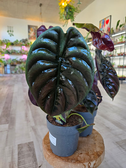 Alocasia Cuprea Red Secret