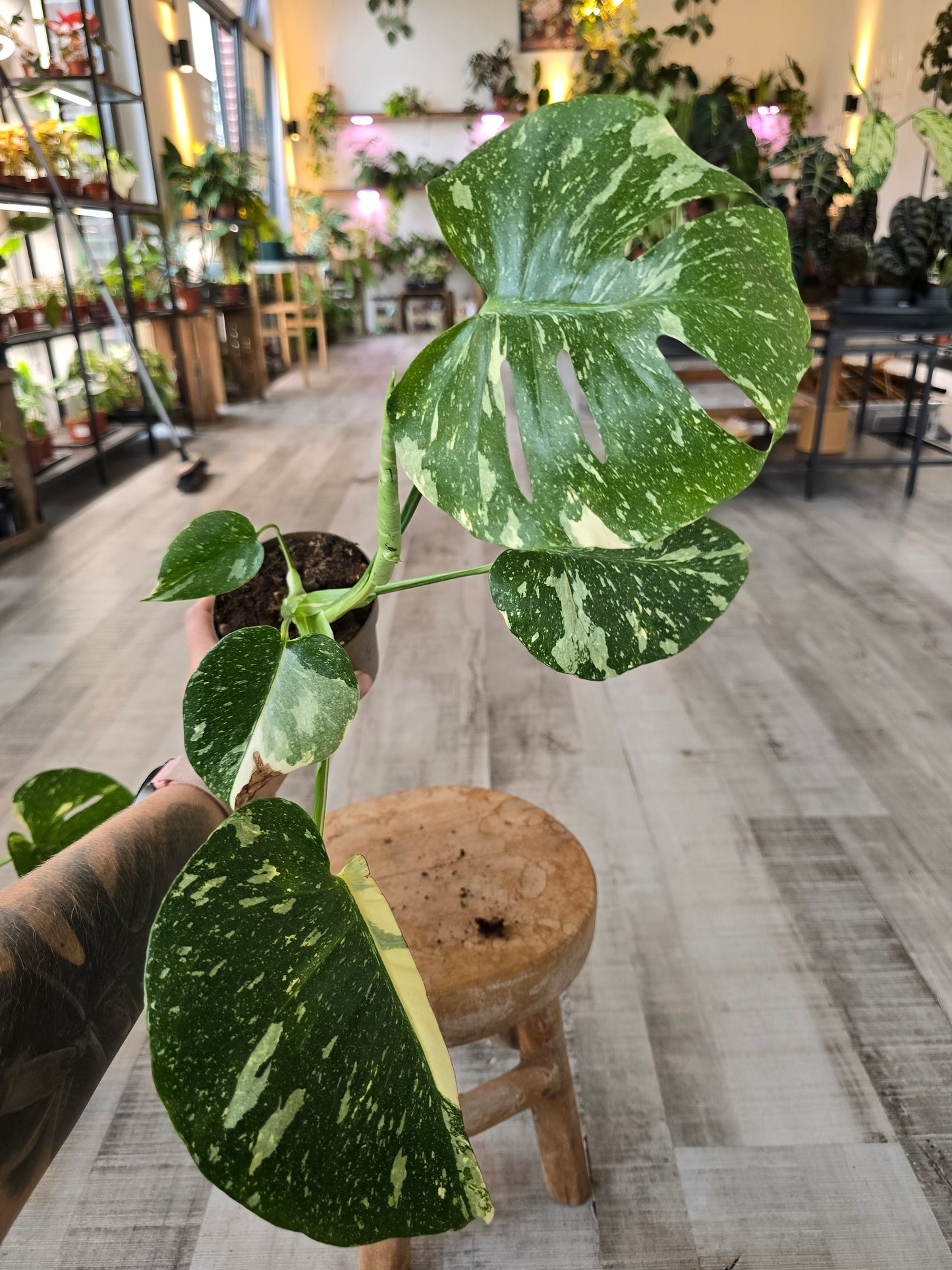 Monstera Thai Constellation (SC)