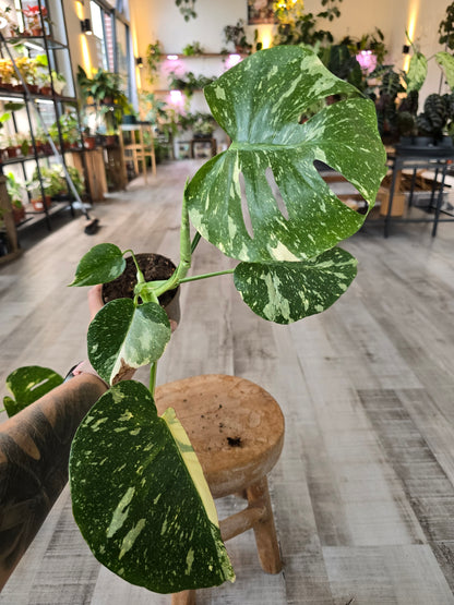 Monstera Thai Constellation (SC)