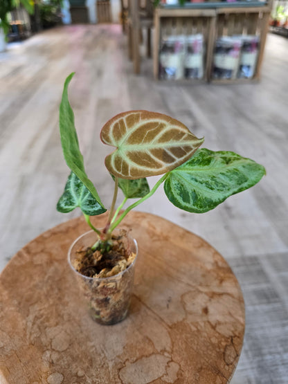 Anthurium Silver Blush Mint (JP)
