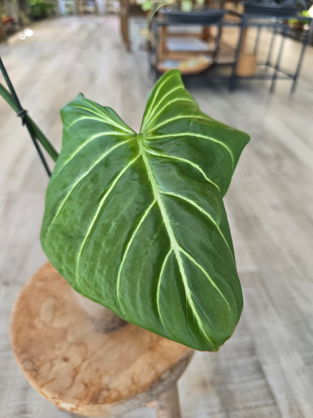 Philodendron Gloriosum Verde (JP)