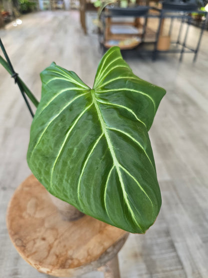 Philodendron Gloriosum Verde (JP)