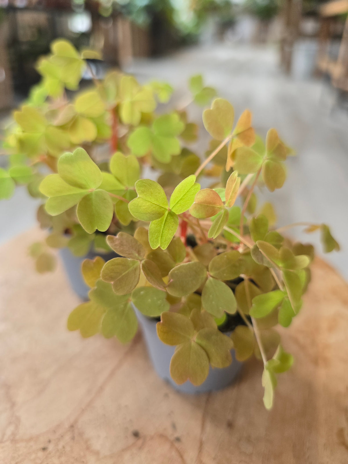 Oxalis vulcanicola 'Sunset Velvet‘