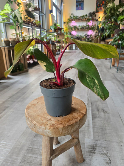 Philodendron Strawberry Shake (2)