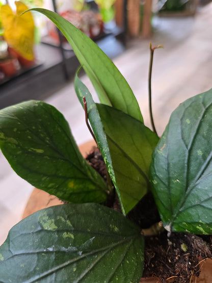 Hoya sp. Gayo