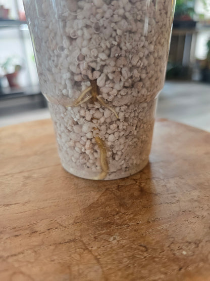 Epipremnum Pinnatum Cintho Goldfinger (RC)