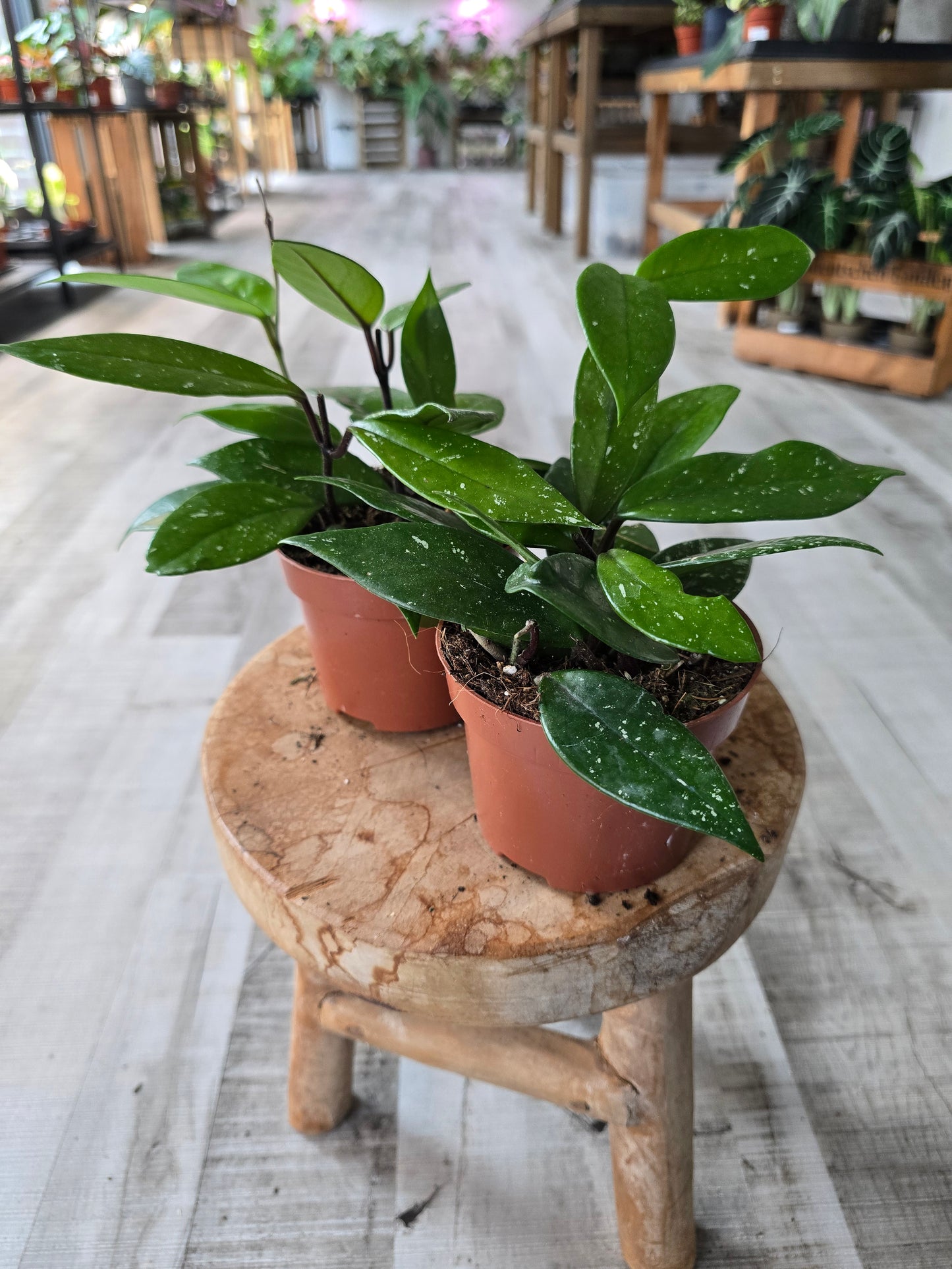 Hoya Carnosa Stardust