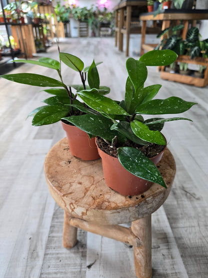 Hoya Carnosa Stardust