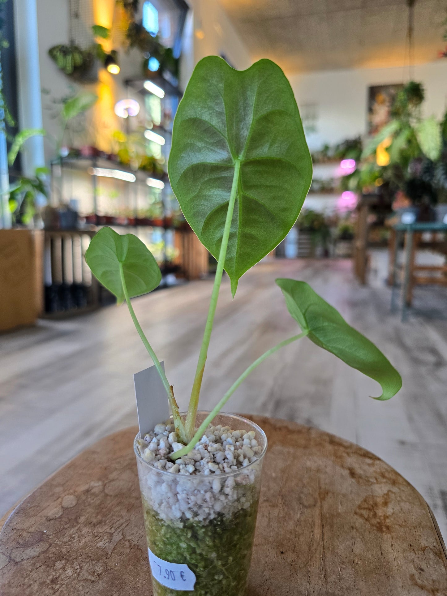 Alocasia Golden Bone (JP)