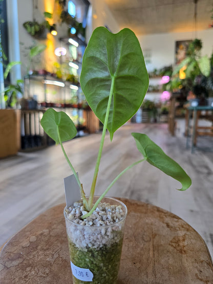 Alocasia Golden Bone (JP)