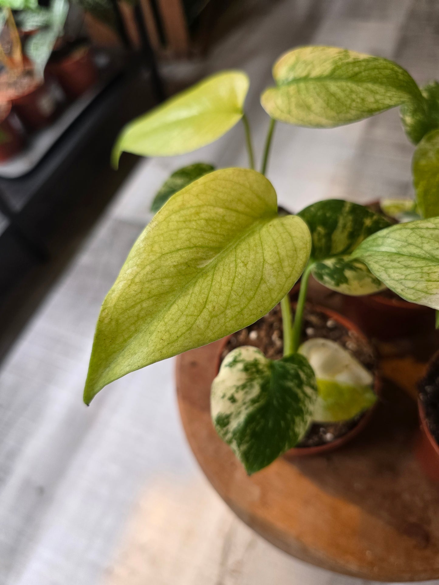 Monstera Deliciosa mint