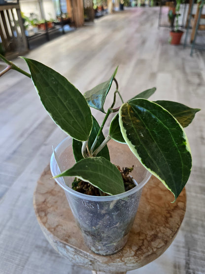 Hoya Macrophylla variegata (JP)