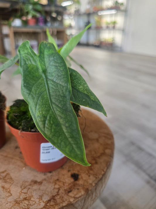 Alocasia 'Sulawesi Green Carpet'