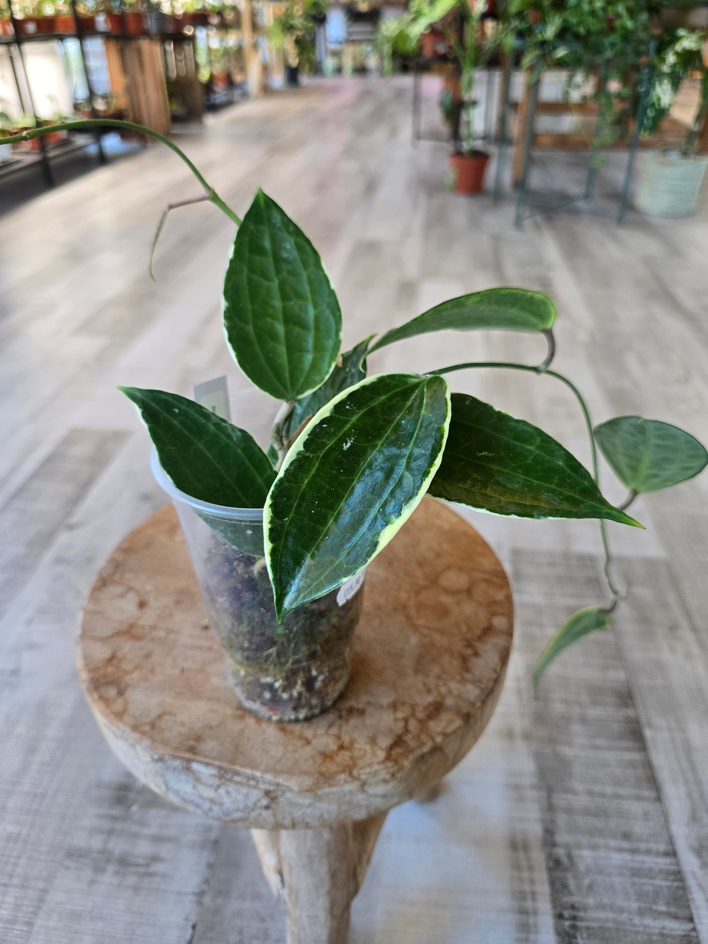 Hoya Macrophylla variegata (JP)
