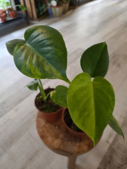 Monstera Deliciosa Aurea