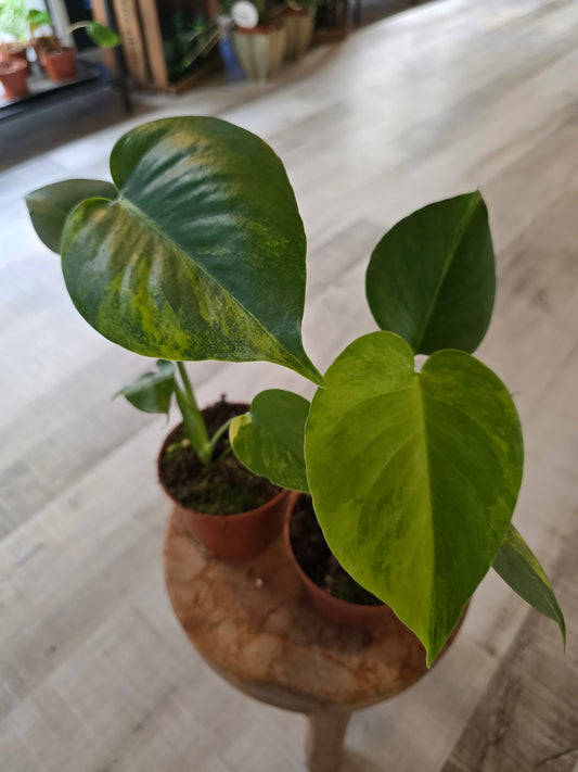 Monstera Deliciosa Aurea