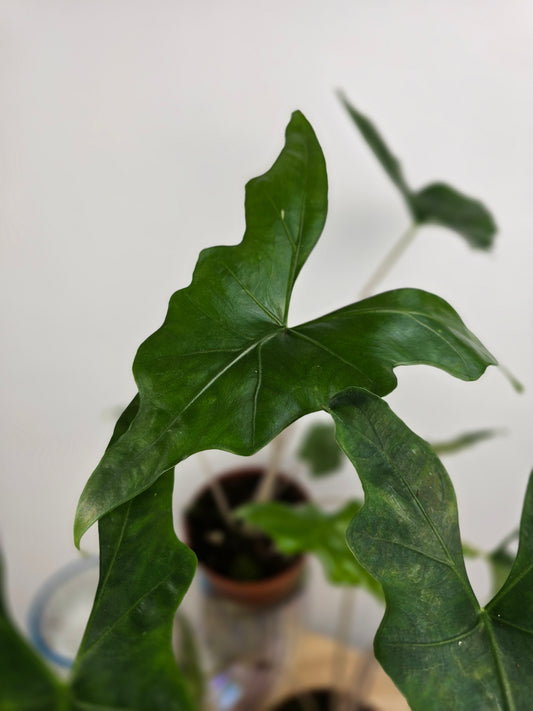 Alocasia nycteris 'Bat Wing'