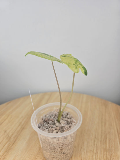 Alocasia Macrorrhiza splash (JP)
