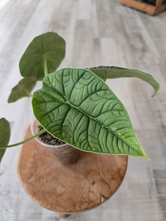 Alocasia melo