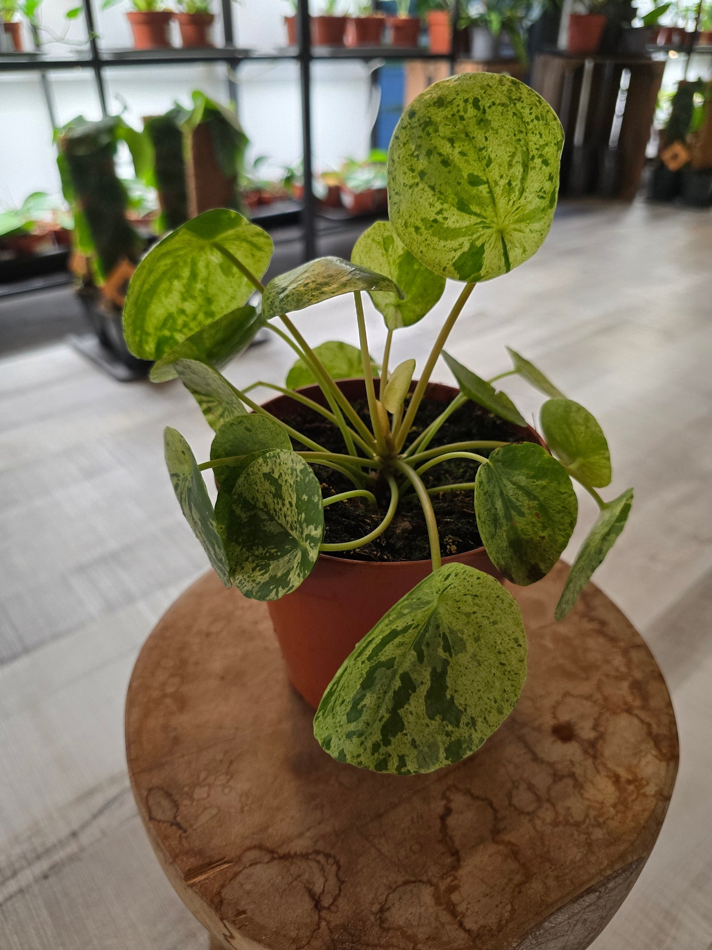 Pilea peperomioides 'Mojito'